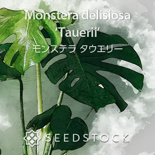 Monstera deliciosa Tauerii (モンステラ タウエリー)
